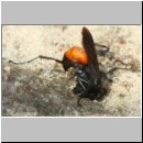 Anoplius infuscatus - Weswespe w001a 9mm beim Nestbau-OS-Hasbergen-Lehmhuegel-det.jpg